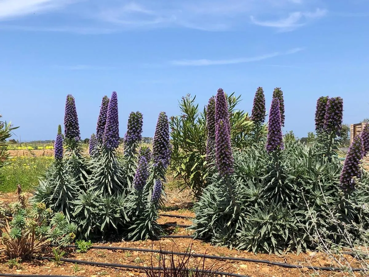Casa de Férias Quinta Do Planalto Vicentino - Casas De Campo Aljezur Portugal